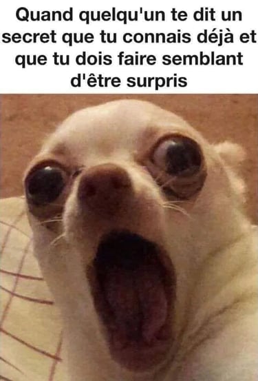 Photo d'un chien l'air halluciné