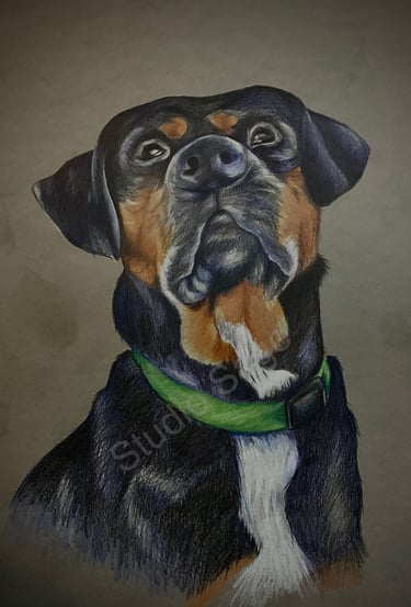 Rottweiler, dog, drawing, chalk drawing, pencil, pet portrait, black dog, art