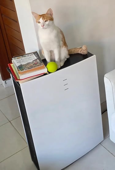 Purificador blueair Pro L con Gato test bali 2026