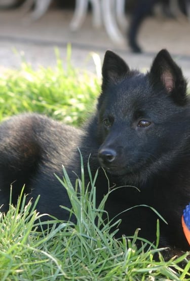 a black dog laying on the grass with a frisbee in front of him