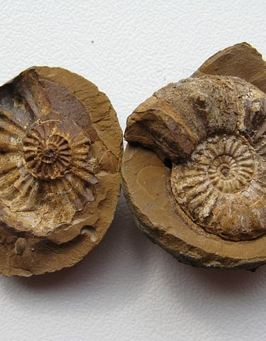 Two spiral-shaped fossil shells of ammonites displayed side by side