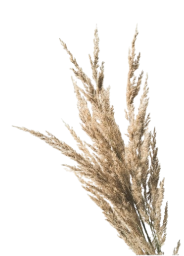 wheat