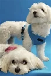maltese-size+(175+x+263)-min-1920w (1)