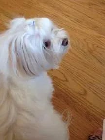 maltipoo