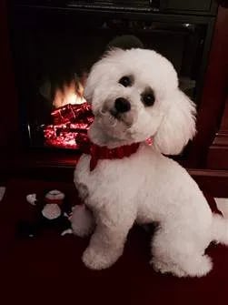 pure-white-maltipoo-251x335-1920w (1)