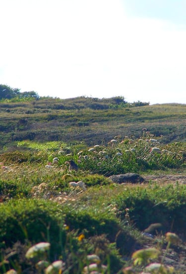 Habitats naturels littoraux à végétation rase