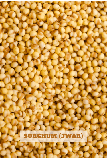 Sorghum: "Sorghum grains in a wooden bowl, used for flour and animal feed"