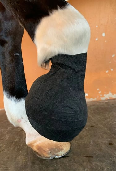 Atendimento emergencial veterinário equino 24 horas em Brasília DF