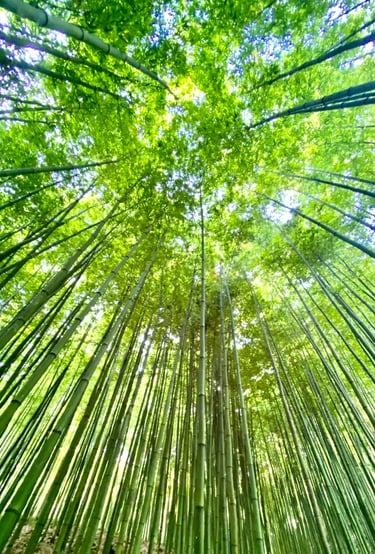 bamboo forest