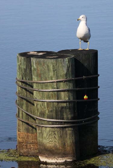 A Seagull finds a spot rest at the Montello Dam Spillway. 