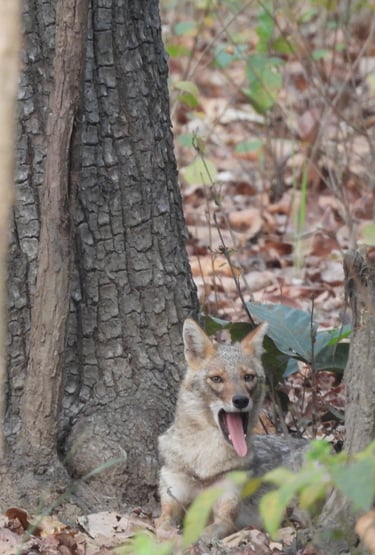 Jackal in Bardia National Park