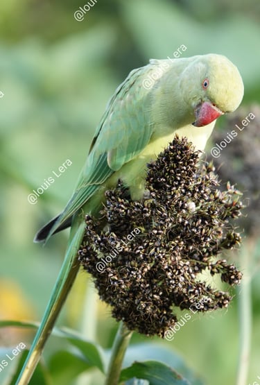 Perruche gourmande jardin des plantes Paris