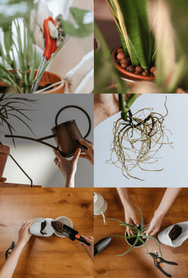 How to propagate plants in leca clay balls