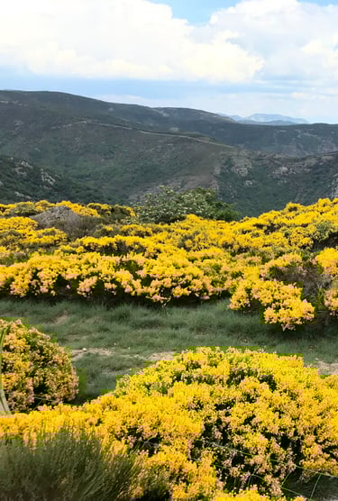 Genêts fleuris en montagne ardéchoise