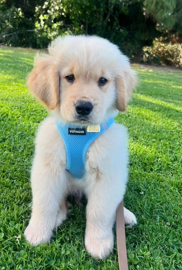 Puppies for Sale 