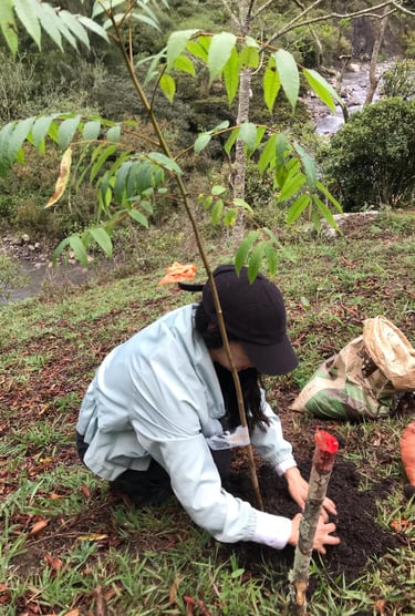 siembra de arboles nativos