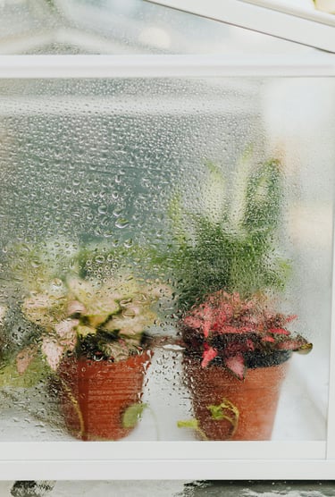 Indoor mini greenhouse for Frittonia houseplants