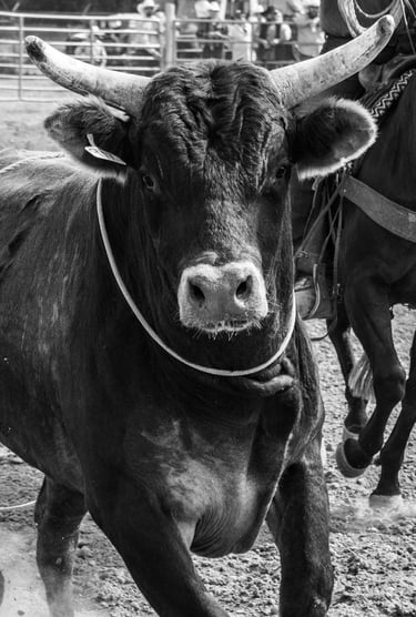 full frontal of a bull at a rodeo