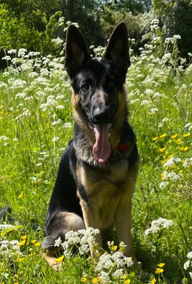 A picture of a dog owned by Happy Tails MK pet sitting service in Milton Keynes