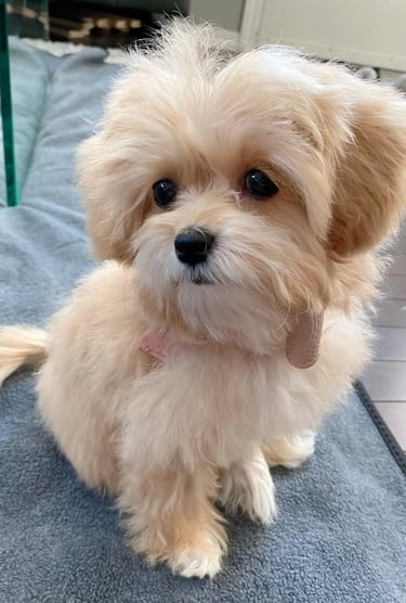 Maltipoo puppies for sale