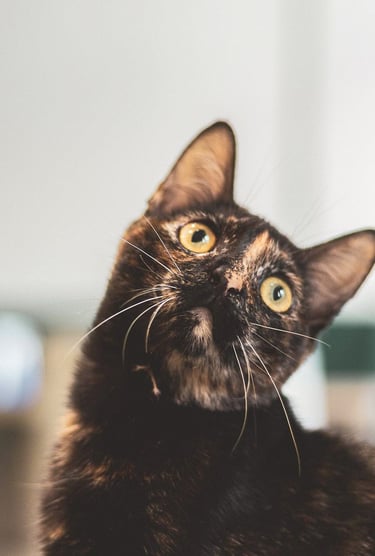 Gatinha em foto de divulgação da ONG Resgatto