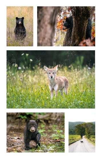 Collage of Smoky Mountain wildlife featuring black bears and a coyote in a lush forest meadow.
