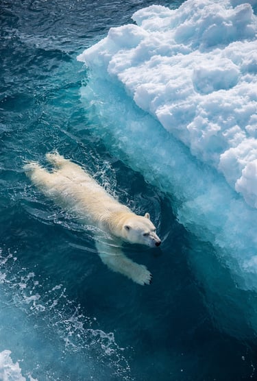Journée mondiale de l’ours polaire