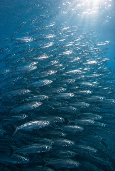 journée mondiale des poissons migrateurs
