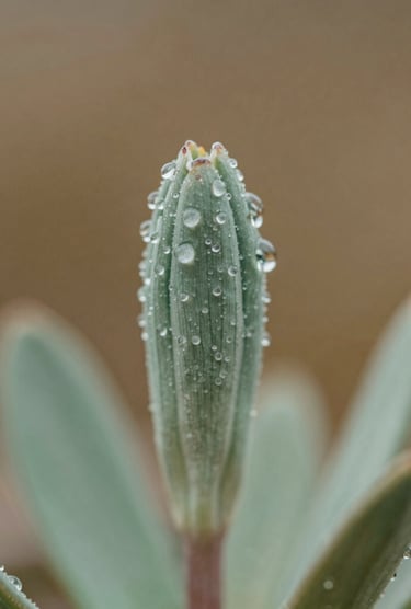 Macro photography of a dew-kissed alpine plant in the North American wilderness. The lighting is soft and sophisticated, showcasing rich textures against a muted bronze and mint green natural backdrop. Minimalist and elegant.