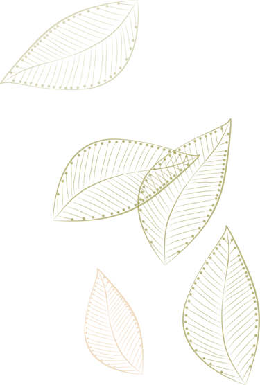 a group of leaves on a white background