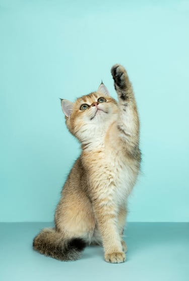 Hanahan high-five