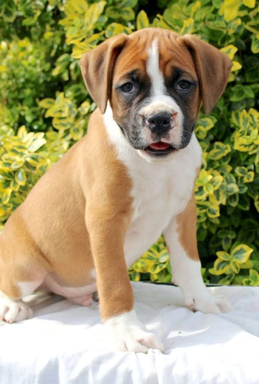 Puppies for Sale 