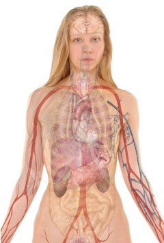 A picture of the internal body