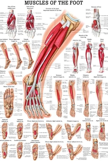 Muscles of the Foot