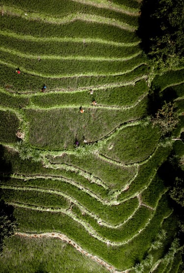 Terrace Farming at Kagay