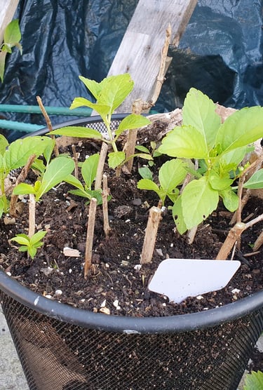 Cuttings in an old office bin