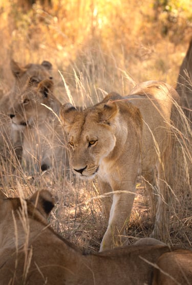 une horde de lions dans la savane du Botswana en safari