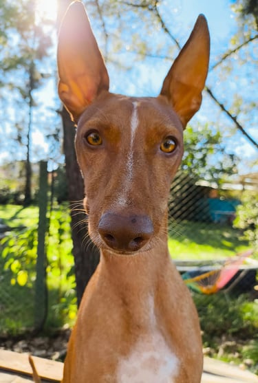 a dog is standing in front of a fence