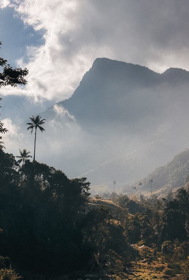 Cocora Valley outside of Salento in Colombia
