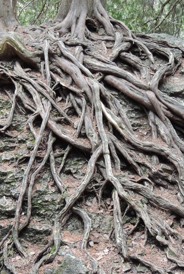 Exposed tree roots on a boulder, identified during a Natural Heritage Evaluation near West Grey.