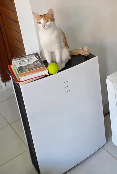 Gato alergia asma primavera y Purificador blueair pro L
