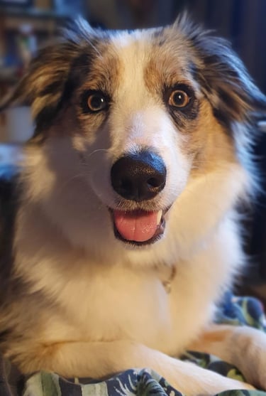 tri blue merle dam 