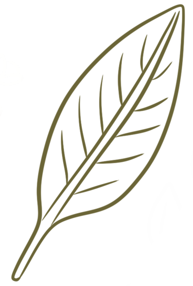 Dessin d’une feuille