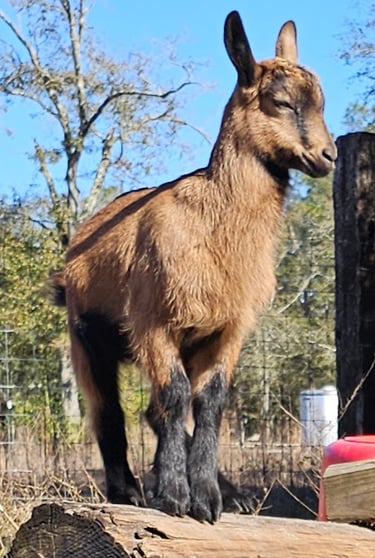 Oberhasli goat kid standing on log with regal expression