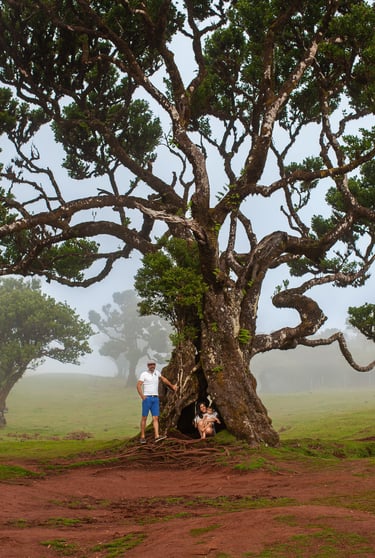 Family portrait under dramatic gnarled ancient tree with misty atmospheric conditions at Fanal Forest