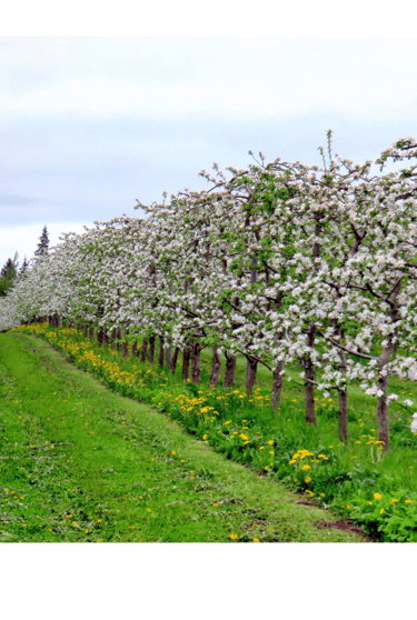 Madaltihe effektiivse korjamise ja hooldusega suure saagiline õunaaed, kiire, lihtne korjamine, palju valgust.