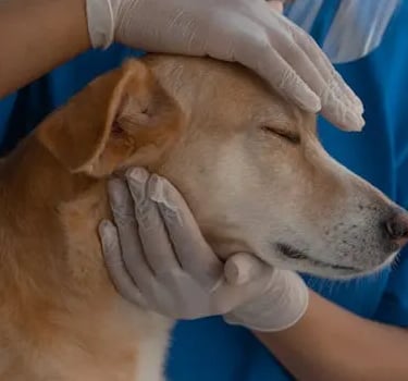 Calming your furry friend is just as important as the medication!