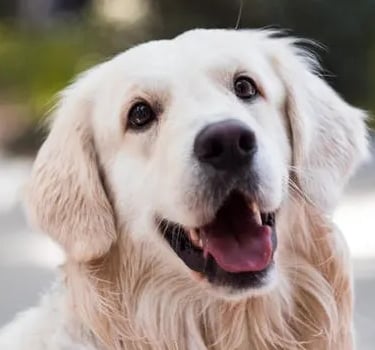 a happy dog