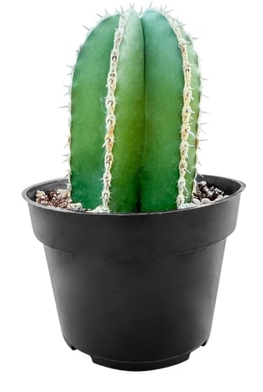 Mexican Fence Post Cactus (Pachycereus marginatus) in nursery pot, ideal for fast-draining soil