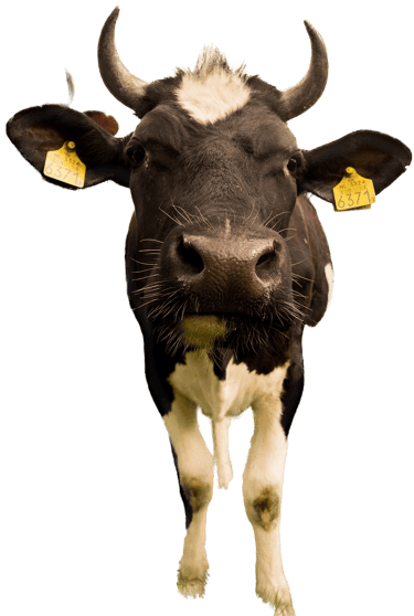 Ostéopathie pour vache, brebis et chèvre